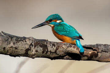 Common Kingfisher