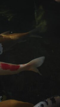 Peces Koi coloridos o carpas Koi japonesas nadando en el estanque saludable. Im&aacute;genes de primer plano en 4k