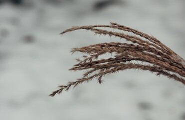 A bunch of dry grass is blowing in the wind