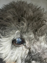 An old dog eye. Sad hopeful look. Soulful gaze looking for thoughtfully. Stray street animal.  a blind dog with white eyes. eye is damage, swollen and a lot of eye booger. 
