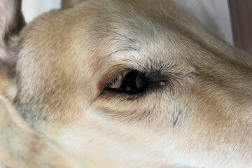 Older dogs have dry discharge around their eyes. Cloudy cornea in dog, eye disease in dogs, blind old dog