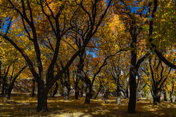 A pristine view of trees with yellow golden leaves during autumn season and sunrays falling on them.
