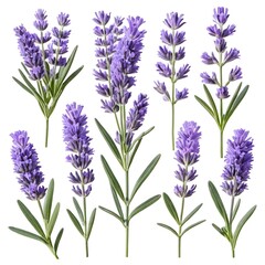 Fototapeta premium Lavender Sprigs Collection Isolated Purple Flowers
