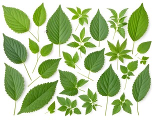 Collection of Green Leaves Isolated on White Background