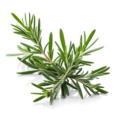 Fototapeta premium Here's a and keywords for your rosemary sprig stock photoFresh Rosemary Sprig Isolated on White