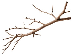 Fototapeta premium Dried Tree Branch Isolated on White