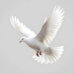 Fototapeta premium White Dove in Flight