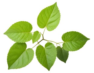 Fototapeta premium Green Leaves Branch Isolated on White