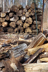 Tas de troncs d'arbres dans la forêt, gros plan
