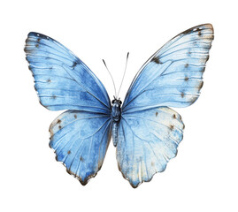 Detailed blue butterfly with delicate wing patterns