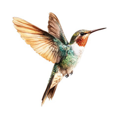 Fototapeta premium Colorful hummingbird in flight with detailed feathers
