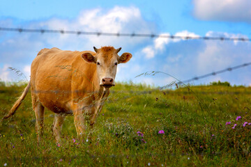 cow on a meadow
