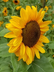 Sunflower in a garden