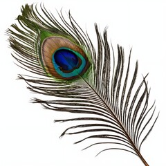 Obraz premium Single Peacock Feather on White Background