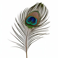 Obraz premium Single Peacock Feather Isolated on White