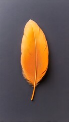 A single, vibrant orange feather rests on a dark gray background  Its delicate texture and smooth surface are visible