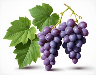 Obraz premium Juicy Red Grapes on the Vine