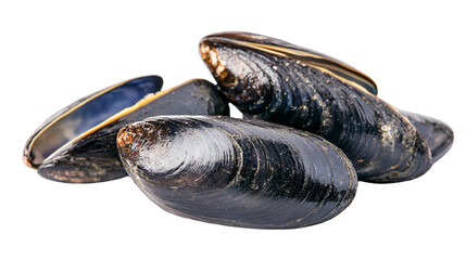 Professional Common Blue Mussel Isolated on White Background for Design Projects