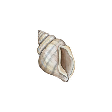 Empty spiral shell. Element of underwater life drawn in watercolor.
