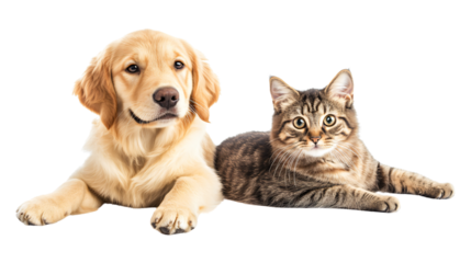 Adorable Golden Retriever Puppy and Tabby Cat Sitting Together