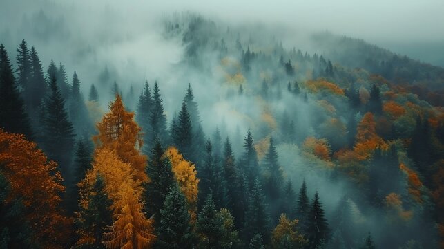 Autumn aspen forest mountains golden leaves contrasting evergreen pines fog lingering in valleys