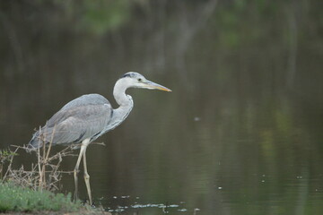 Beautiful Birds at Nagarhole National Park, India 