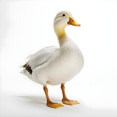 Obraz premium White Domestic Duck