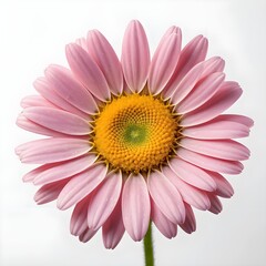 Pink Osteospermum Flower Close-up