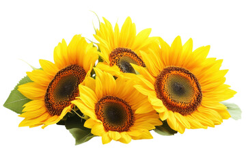 Obraz premium Vibrant sunflowers blooming bright a sunny summer bouquet close up view on white background