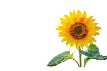 Fototapeta premium Vibrant sunflower bathed in golden sunlight a summer symbol of joy and warmth in a lush green field
