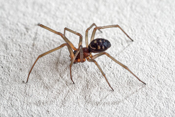 detailed close-up of a steatoda grossa spider, also known as the false black widow