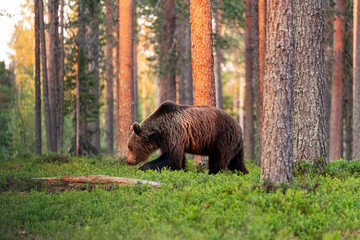 Brown bear in the forest at sunset