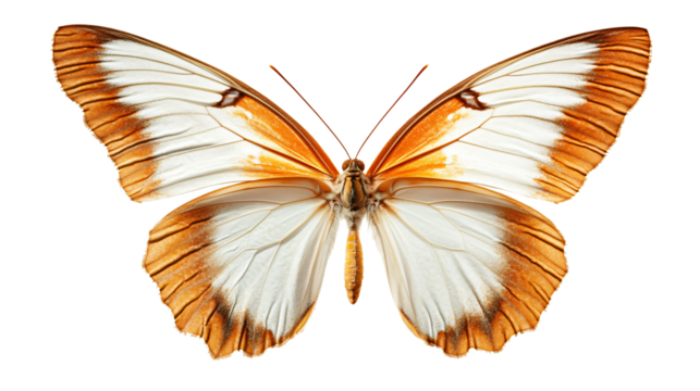 Exquisite Wings of a Butterfly Isolated on White Background for Creative Design Projects