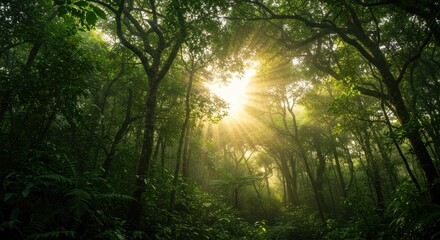 Sunlight Through Forest Canopy - Photo