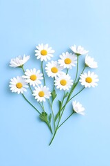 A cluster of daisies arranged on a light blue background