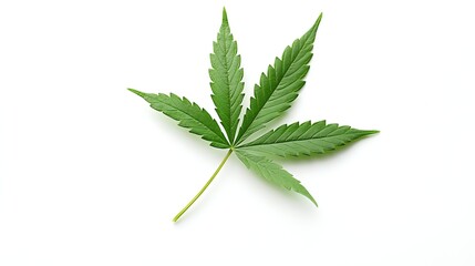 Isolated green leaf on white background for scientific or educational use