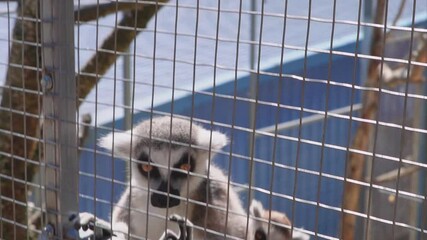 Contact zoo enclosure with lemurs showing natural bonding and social life