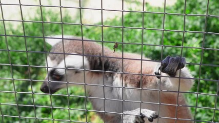 Contact zoo enclosure with lemurs showing natural bonding and social life