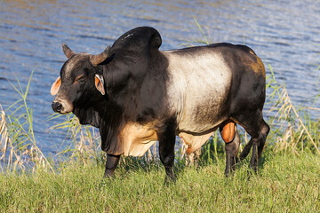 American Brahman