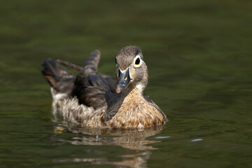 Wood Duck
