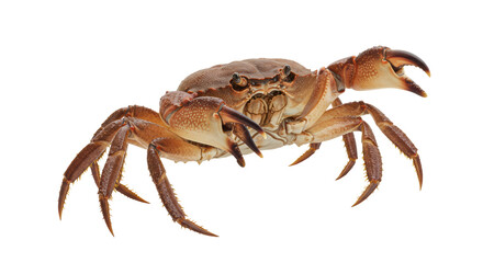 Isolated Close-Up of a Brown Crab