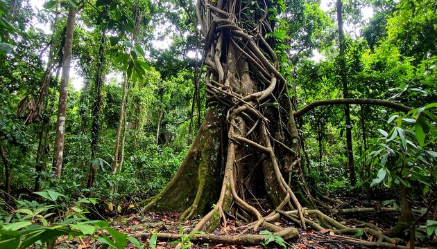 Lush jungle scene featuring a large, ancient tree with exposed roots and entwined vines. Evokes nature, growth, resilience, and the power of the rainforest.