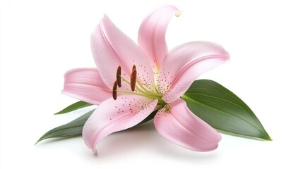 Fototapeta premium Delicate pink lily, elegant petals