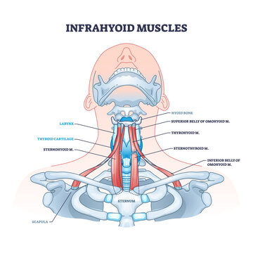 Infrahyoid muscles diagram shows key neck muscles, thyroid cartilage, and hyoid bone, transparent background.