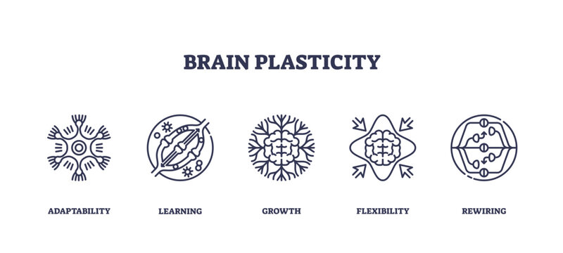 Brain plasticity shows adaptability, learning, and neural growth with outlined icons of brain, arrows, and neural connections, transparent background. Outline icons set