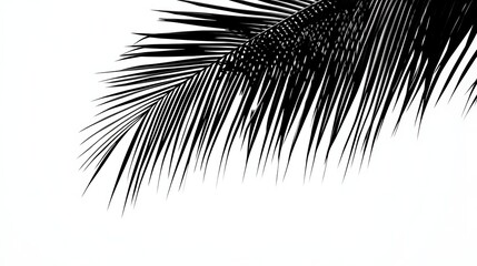 Palm frond silhouette against white