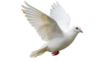 Isolated White Dove in Mid Flight Symbolizing Peace