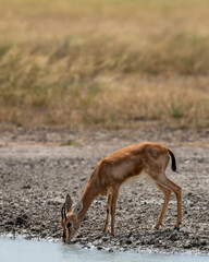 Chinkara or Indian gazelle or Gazella bennettii an Antelope close up or portrait drinking water quenching thirst from waterhole in safari natural green at ranthambore national park rajasthan india