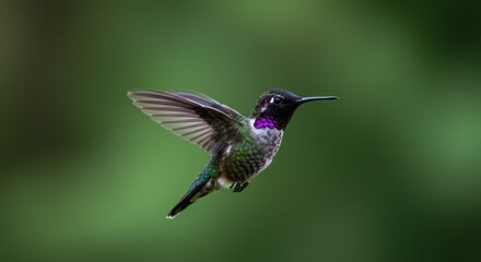 Fototapeta premium Hummingbird in Flight, Photo