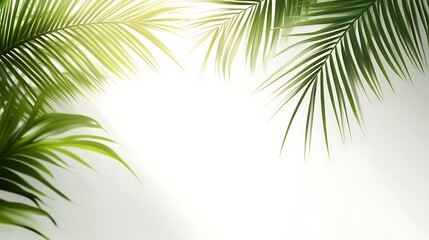 Palm leaves sunlight bright background nature